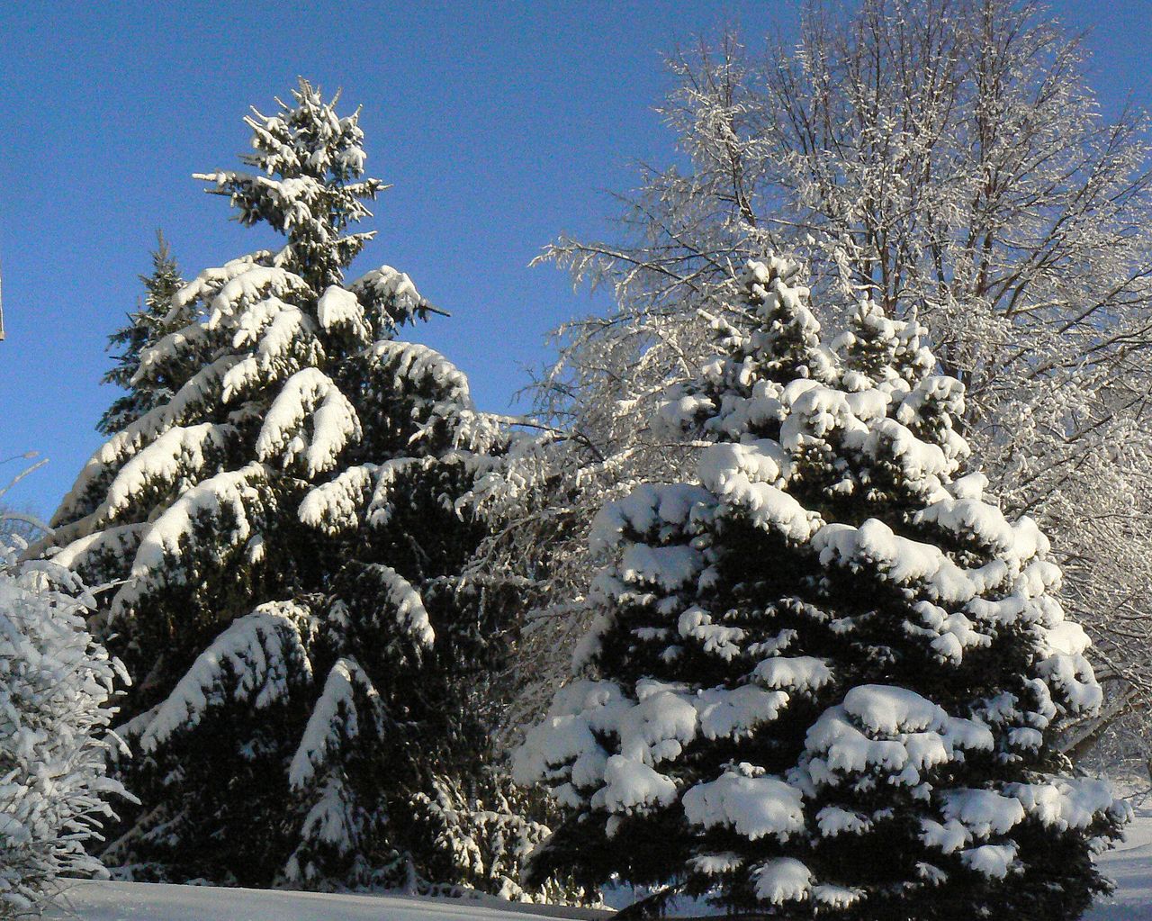 Evergreens covered in snow in Nebraska